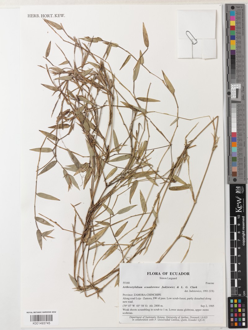 Aulonemiella laegaardii