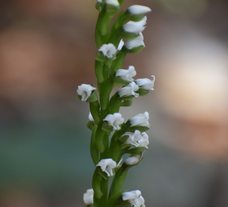 Aulosepalum hemichrea