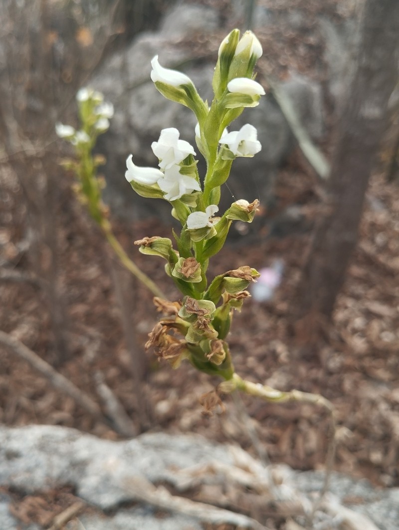 Aulosepalum hemichrea photo 2