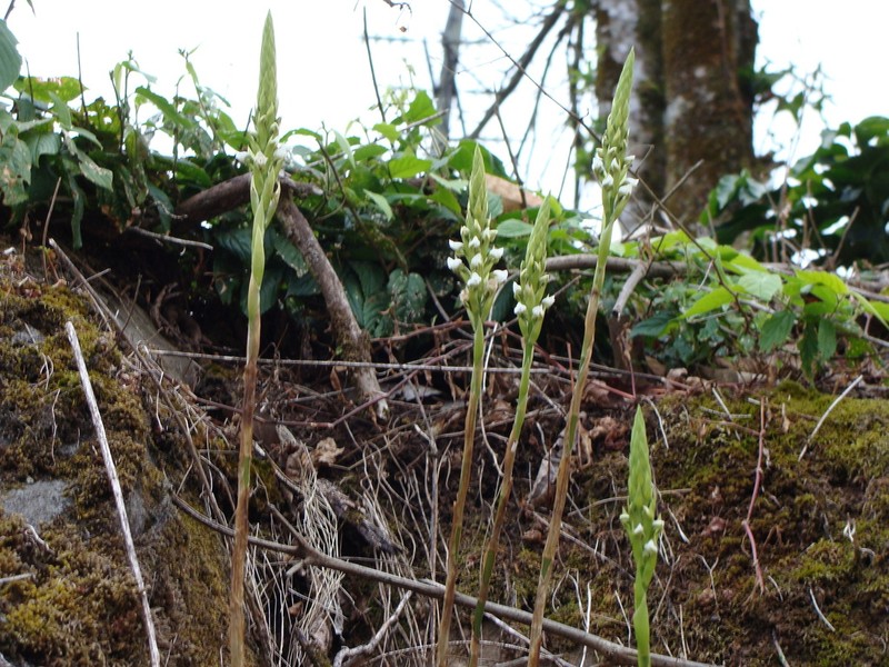 Aulosepalum hemichrea photo 3