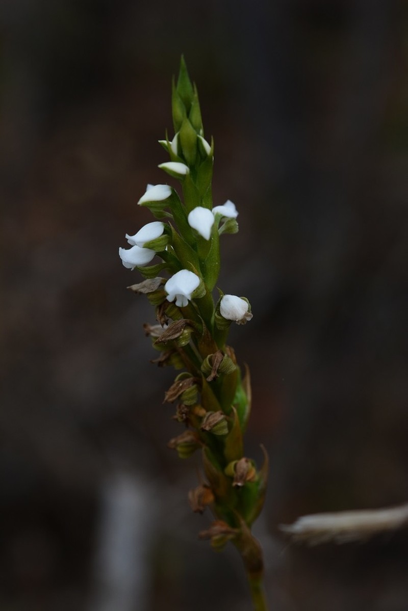 Aulosepalum hemichrea photo 4