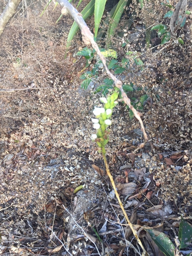 Aulosepalum hemichrea photo 5