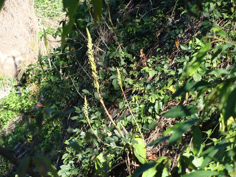 Aulosepalum hemichrea photo 6