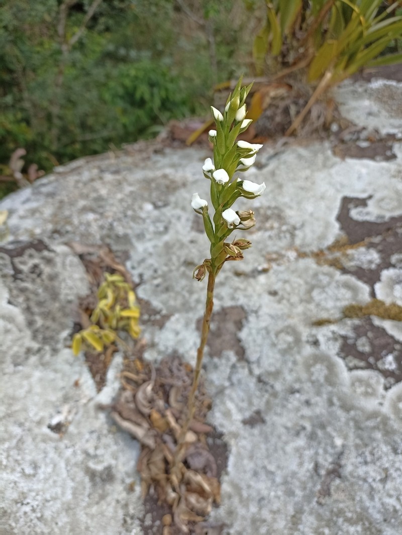 Aulosepalum hemichrea photo 7