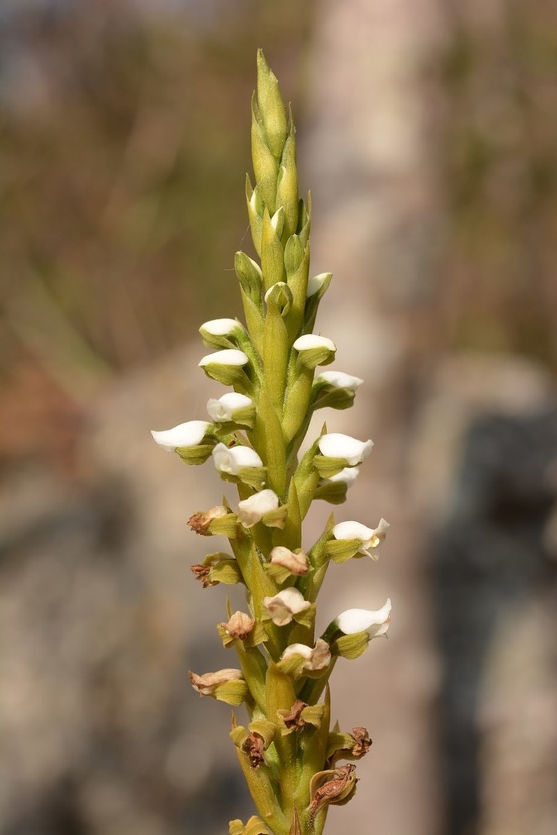 Aulosepalum hemichrea photo 8
