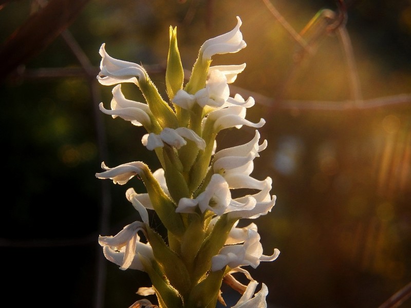 Aulosepalum nelsonii