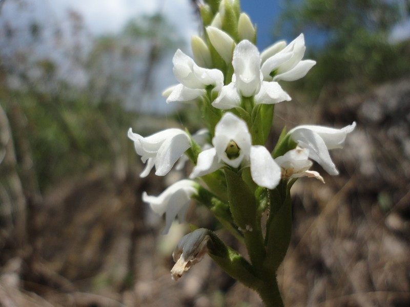 Aulosepalum nelsonii photo 2