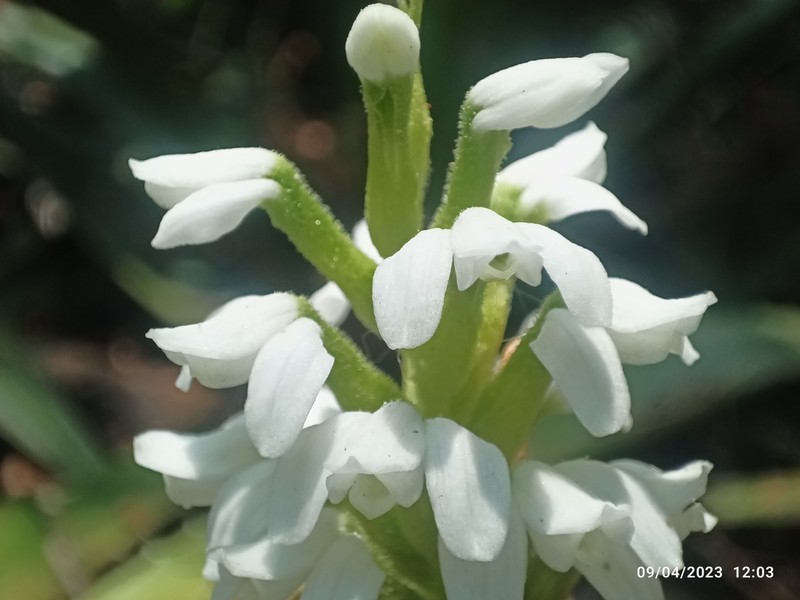 Aulosepalum nelsonii photo 3