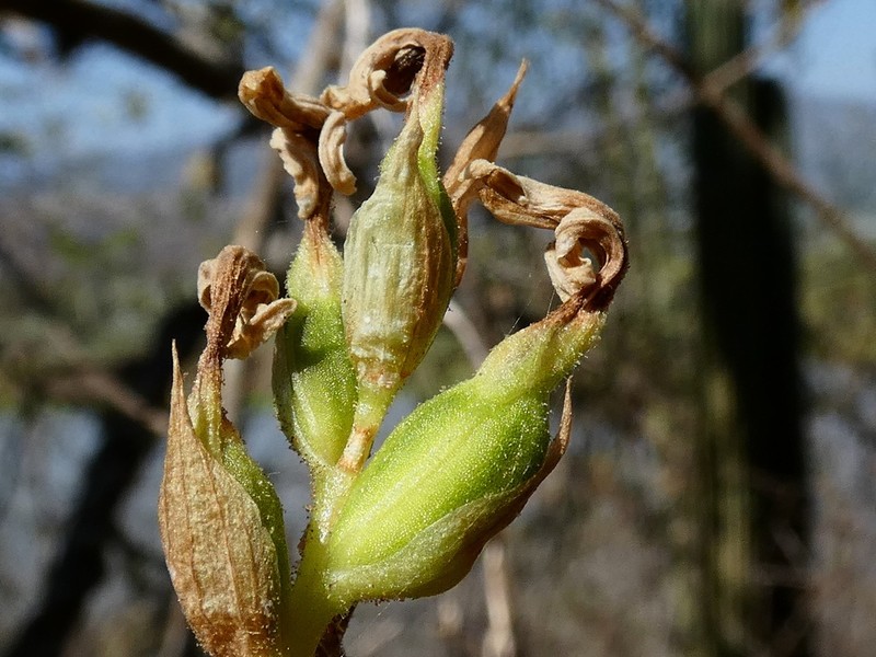 Aulosepalum nelsonii photo 4