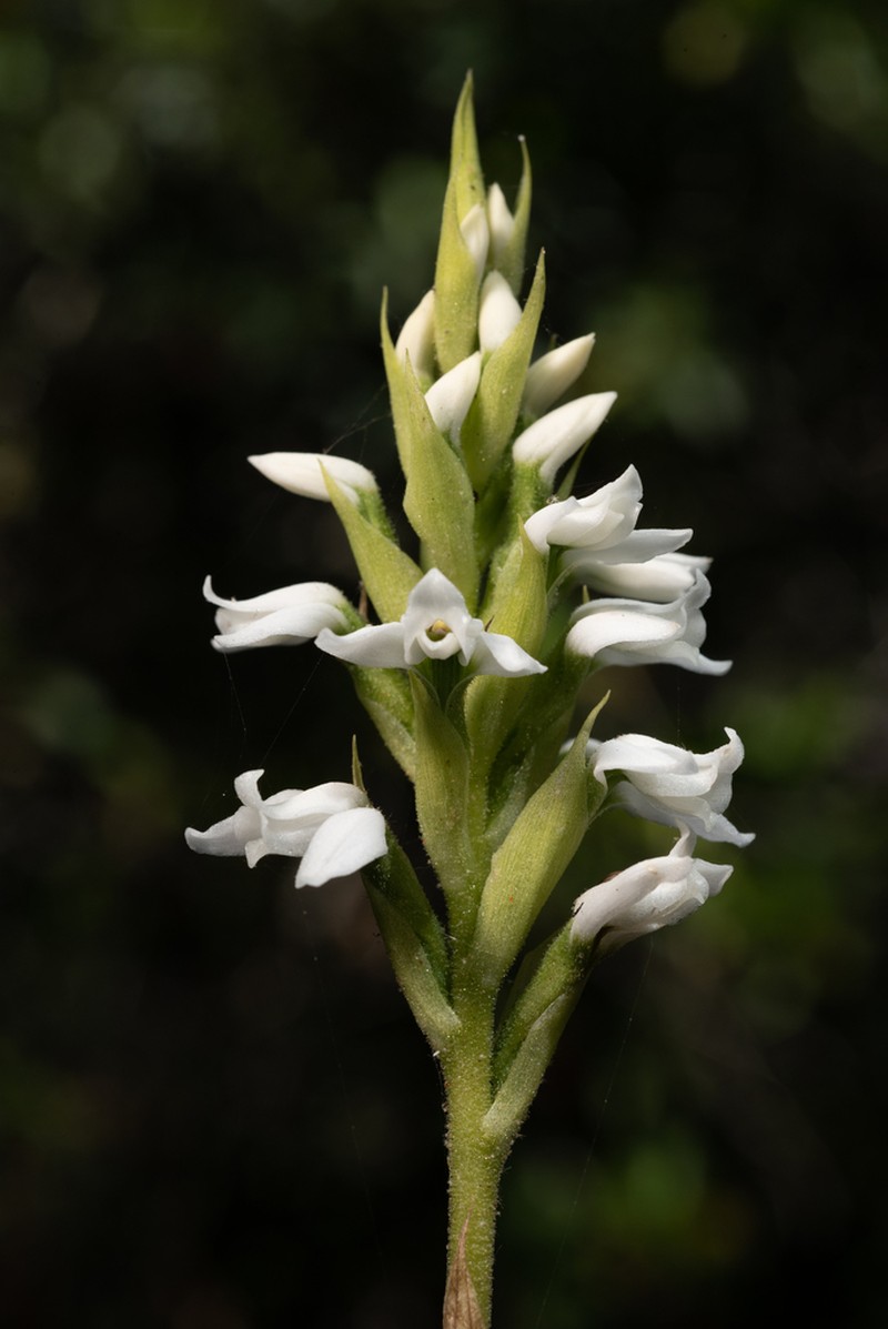 Aulosepalum nelsonii photo 6