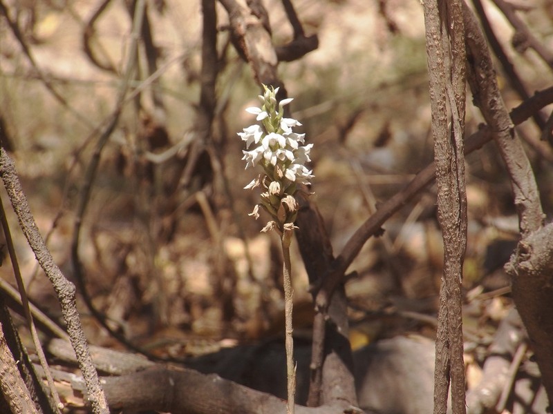 Aulosepalum nelsonii photo 7