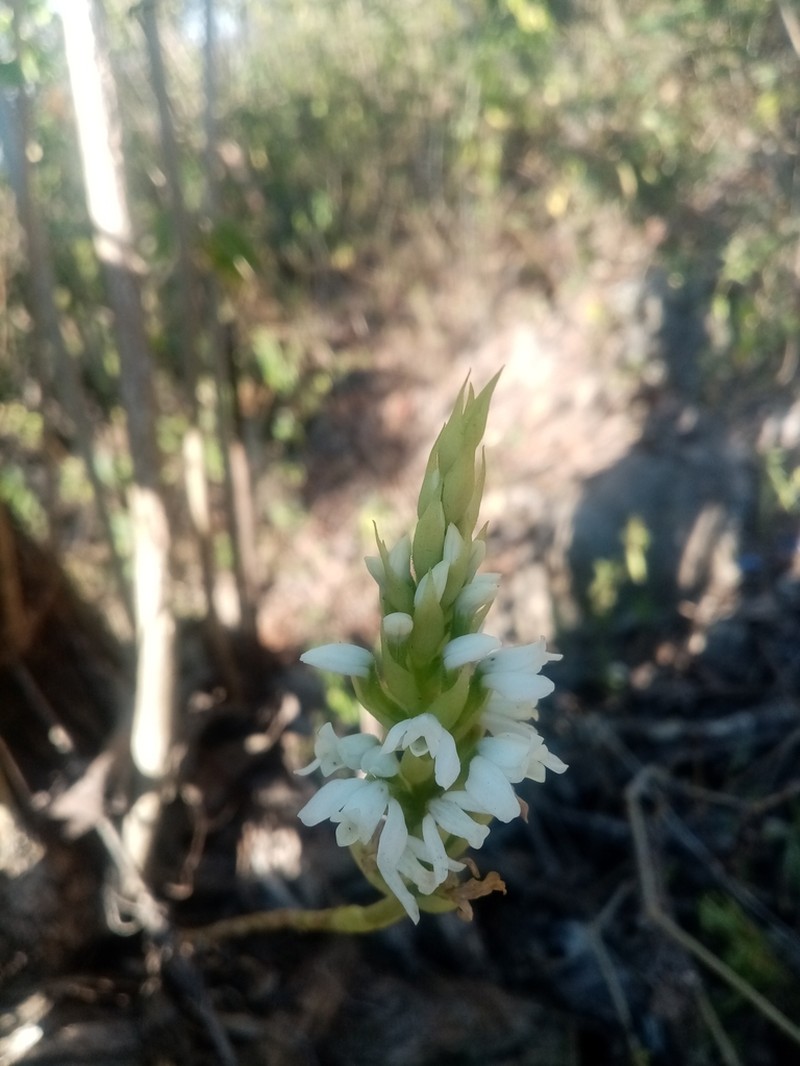 Aulosepalum nelsonii photo 8