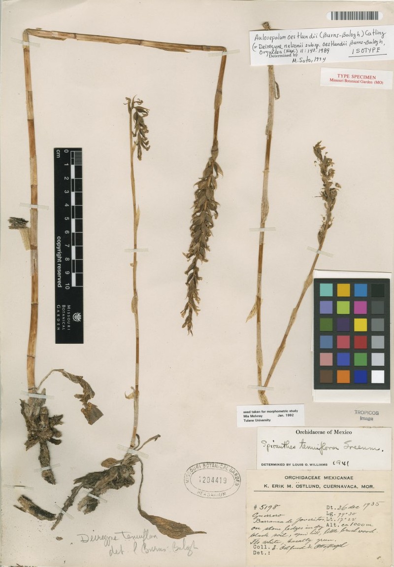 Aulosepalum oestlundii