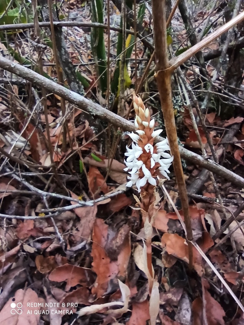 Aulosepalum ramentaceum