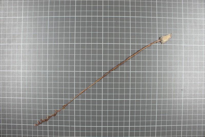 Aulosepalum ramentaceum photo 3