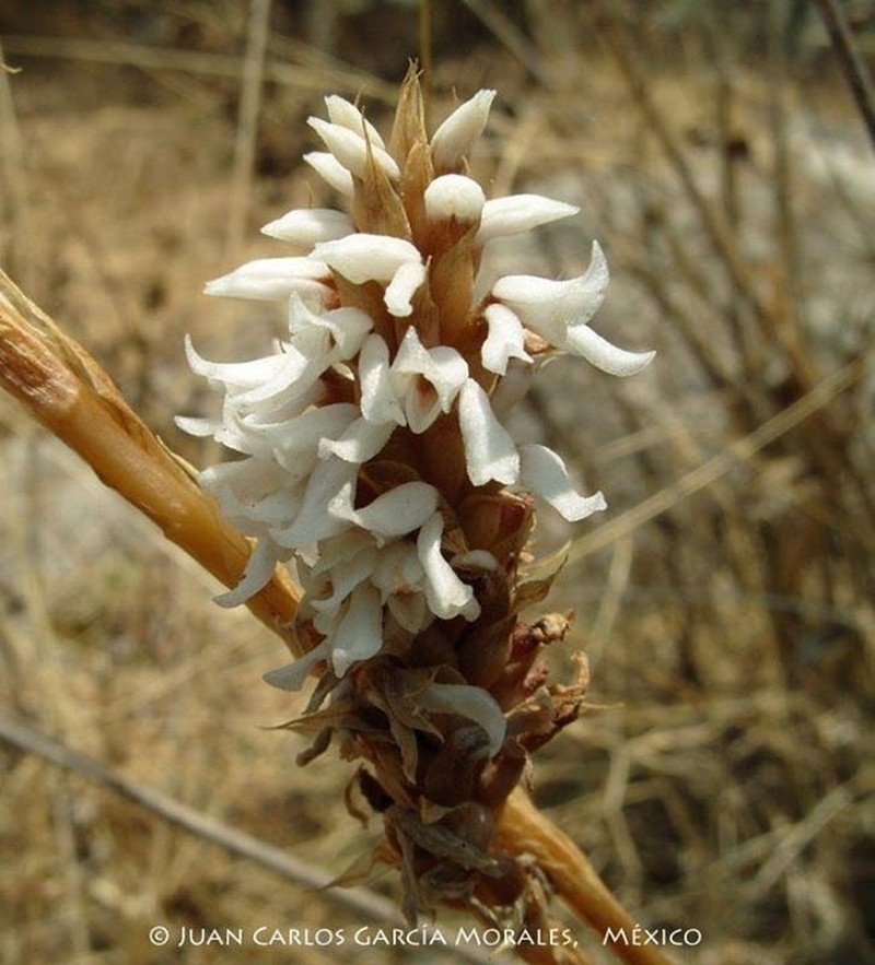 Aulosepalum ramentaceum photo 4