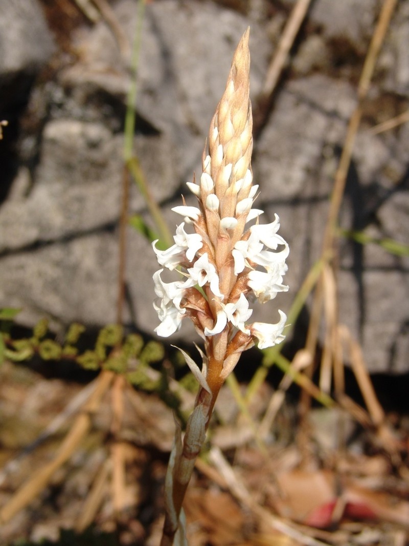 Aulosepalum ramentaceum photo 5
