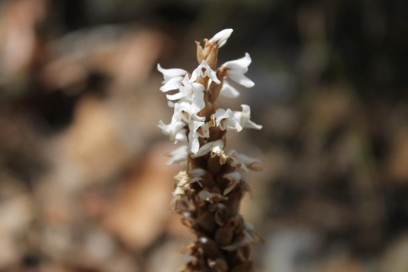 Aulosepalum ramentaceum photo 7
