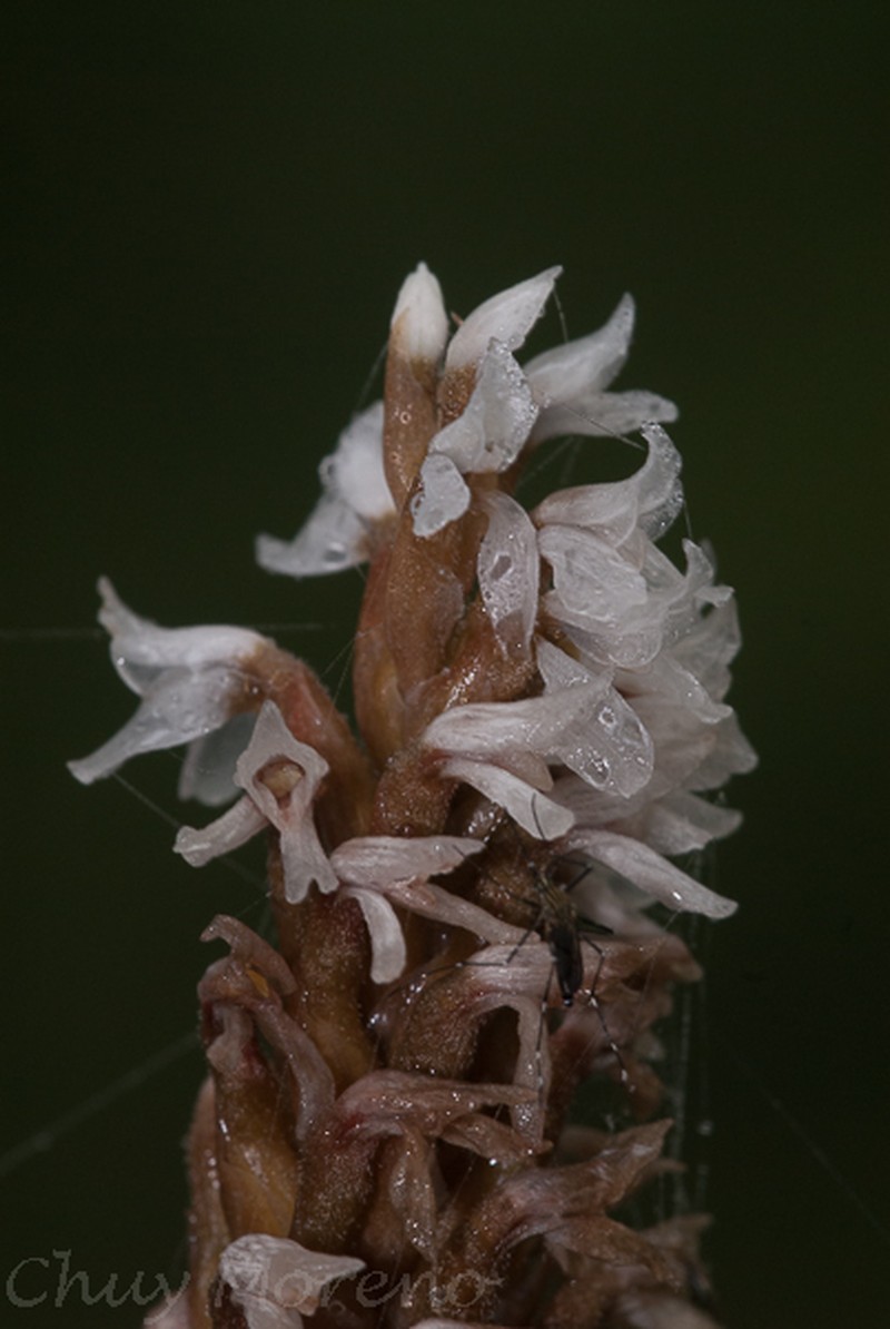 Aulosepalum ramentaceum photo 8