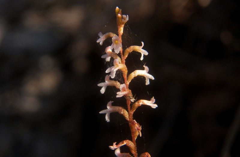 Aulosepalum tenuiflorum