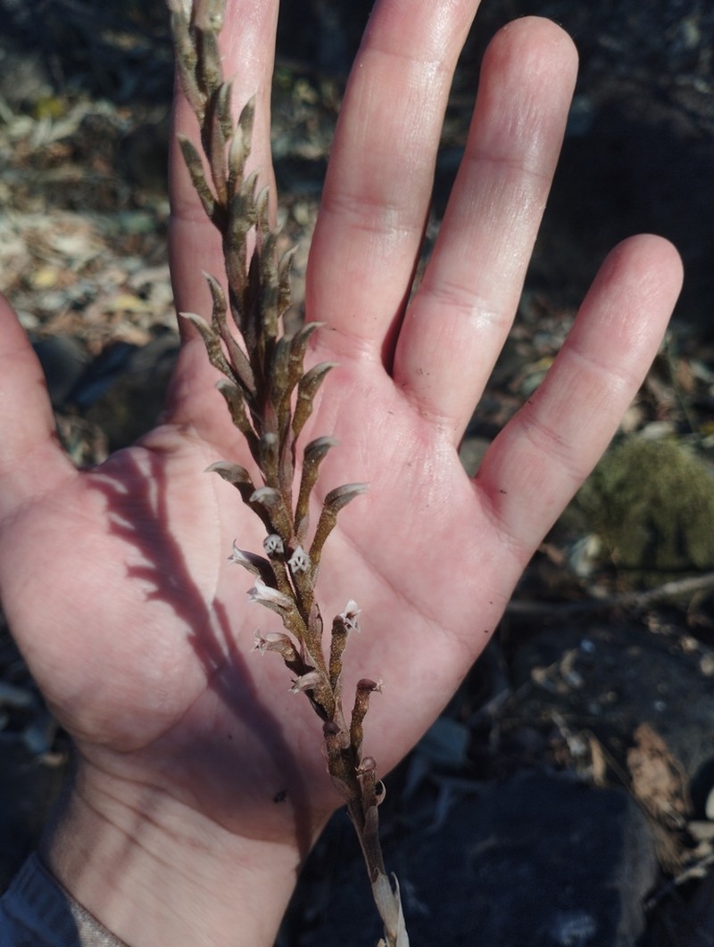 Aulosepalum tenuiflorum photo 2