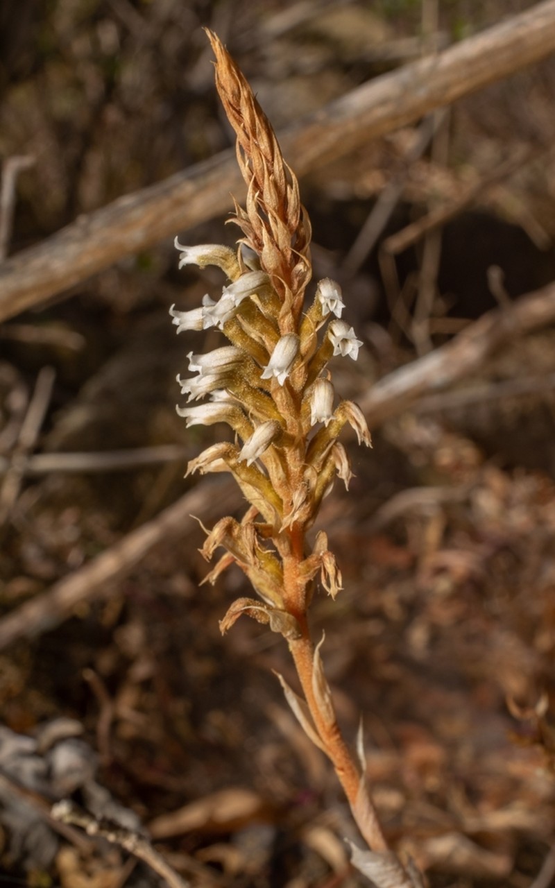 Aulosepalum tenuiflorum photo 3