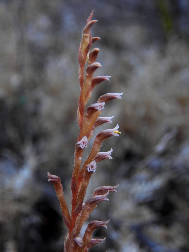 Aulosepalum tenuiflorum photo 4