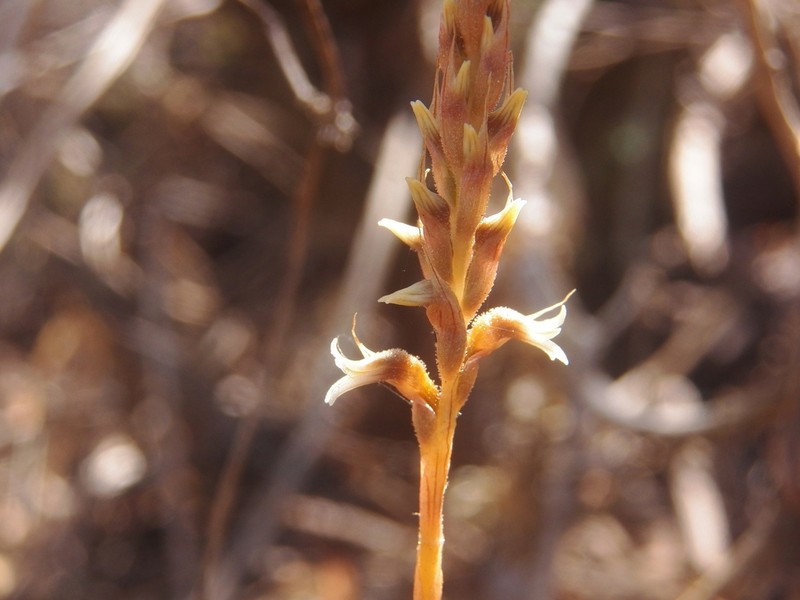 Aulosepalum tenuiflorum photo 5
