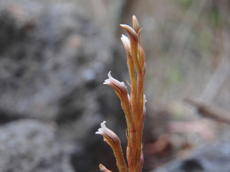 Aulosepalum tenuiflorum photo 6
