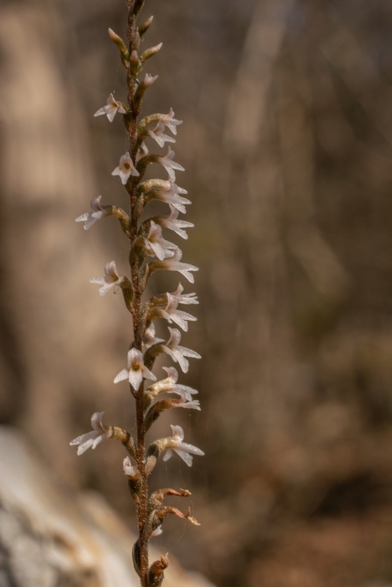 Aulosepalum tenuiflorum photo 7
