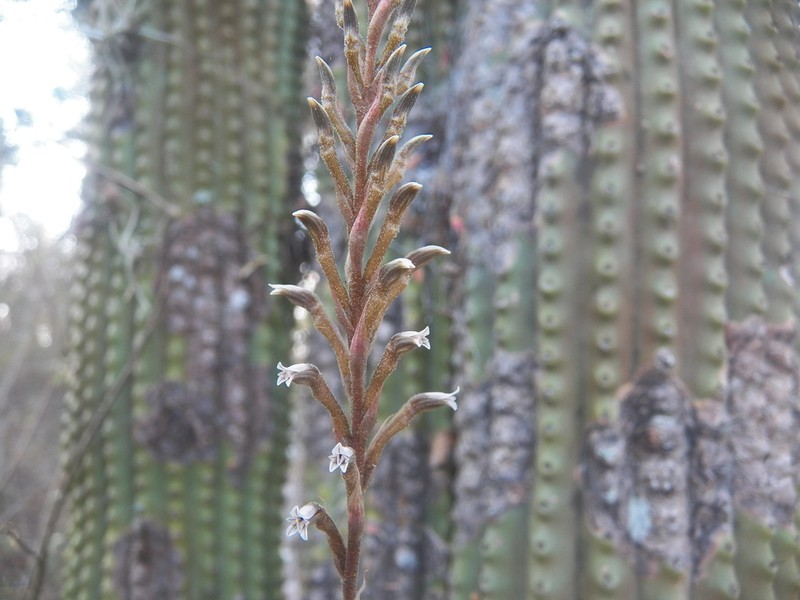 Aulosepalum tenuiflorum photo 8