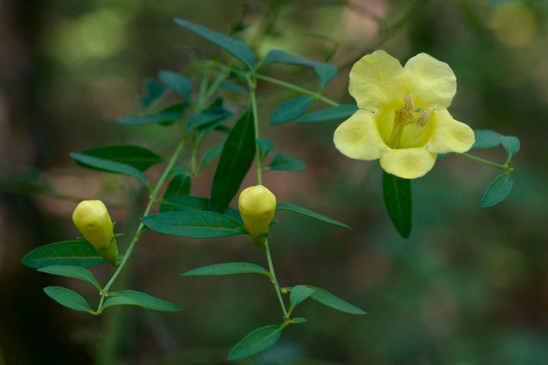 Smooth Yellow False Foxglove