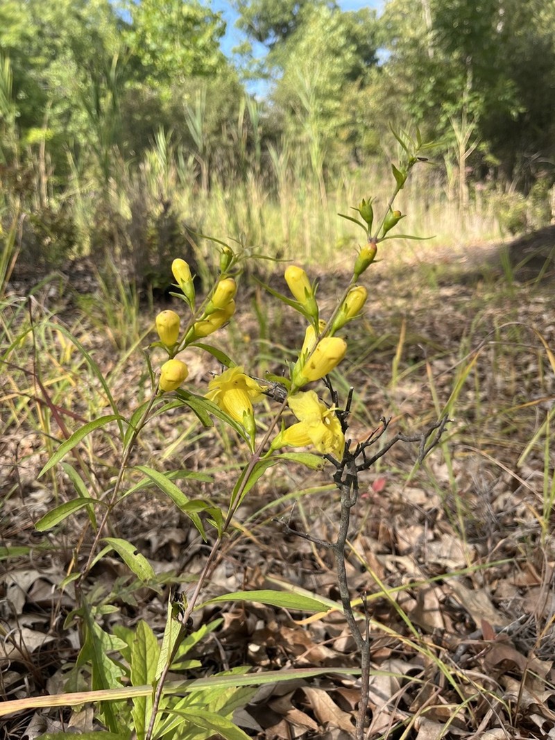 Smooth Yellow False Foxglove photo 2