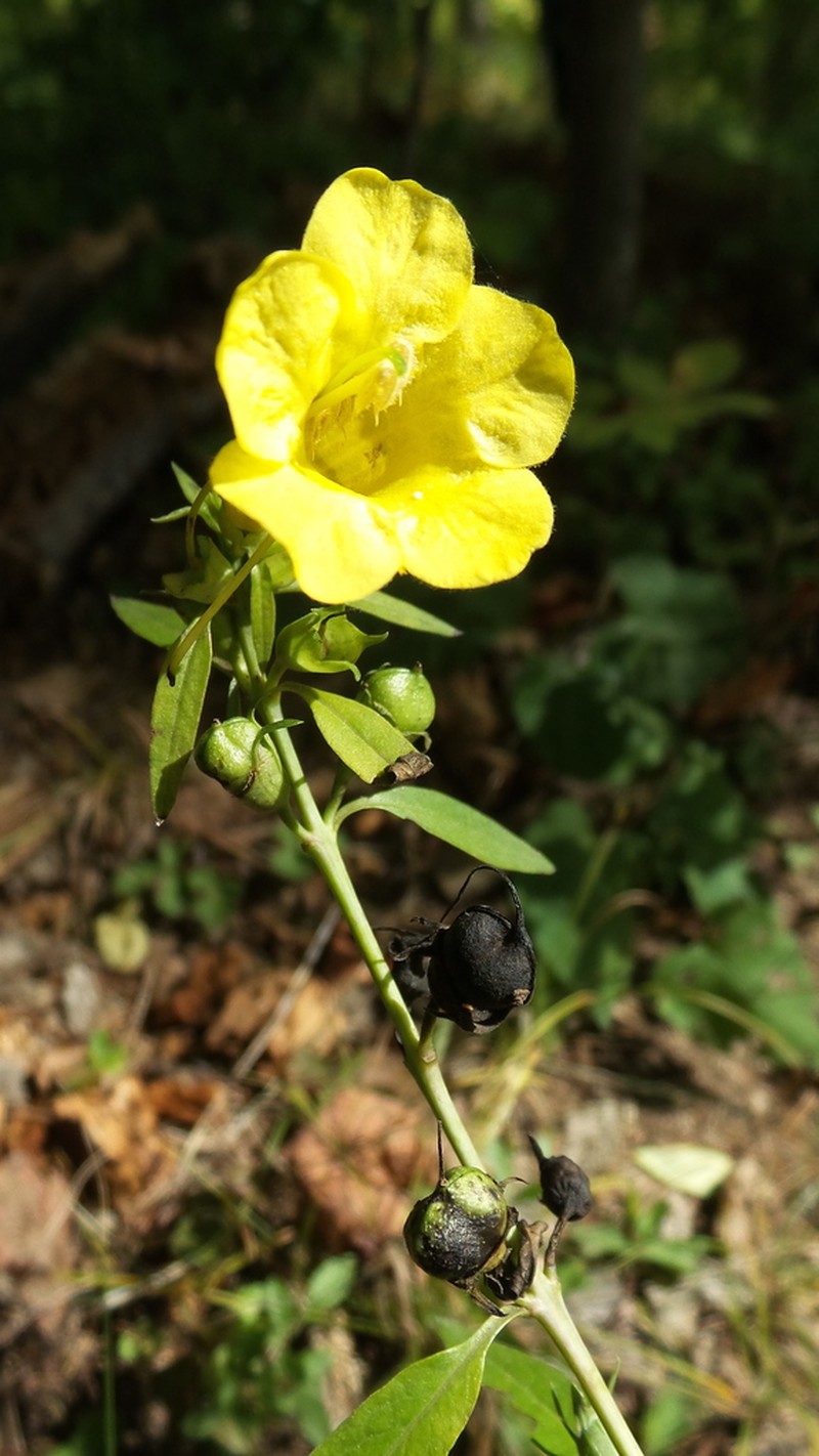 Smooth Yellow False Foxglove photo 3