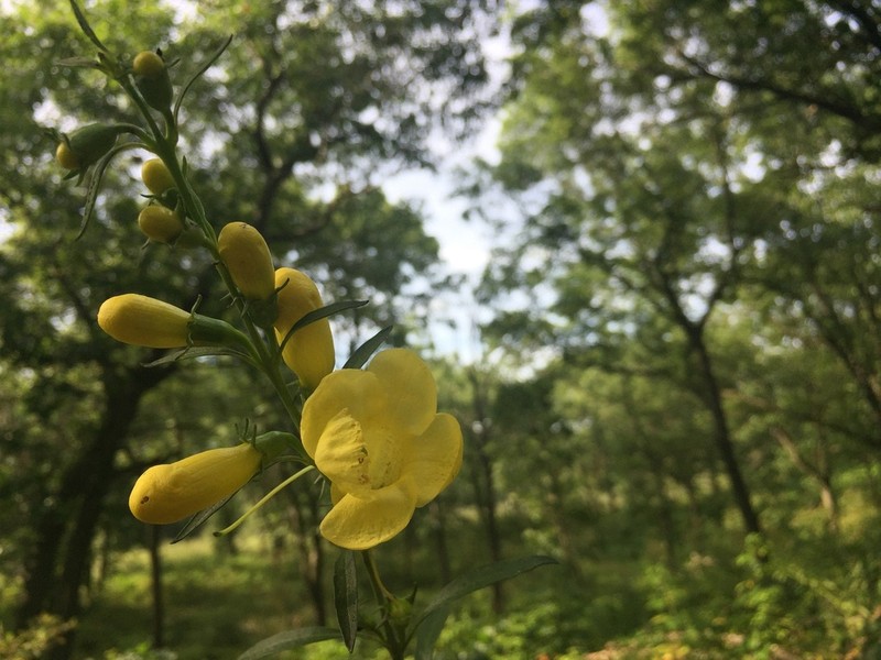 Smooth Yellow False Foxglove photo 7