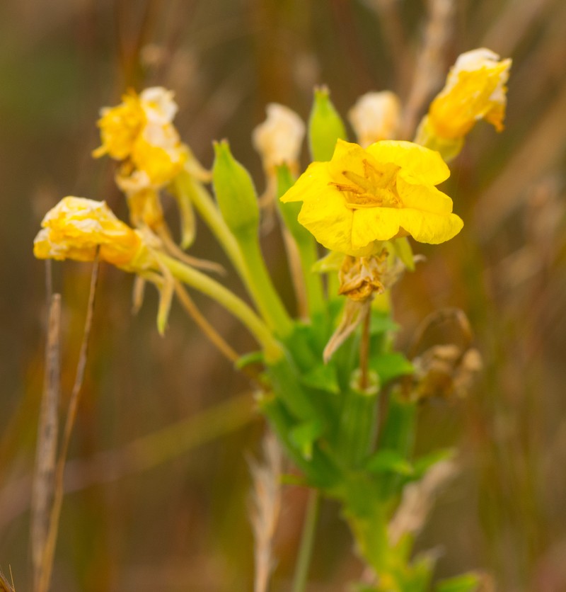 Largeflower Yellow False Foxglove
