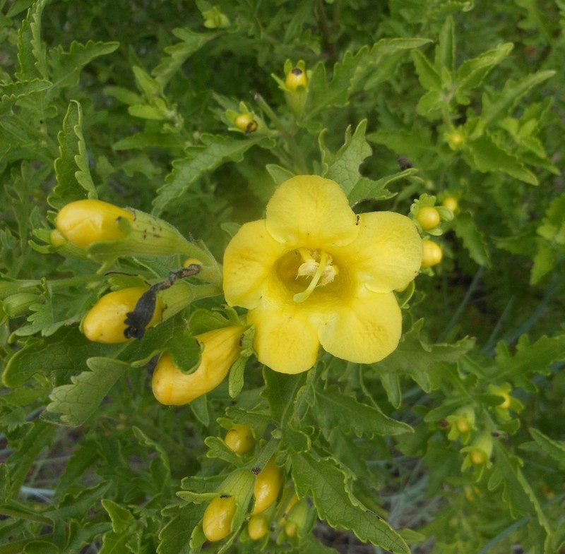 Largeflower Yellow False Foxglove photo 4
