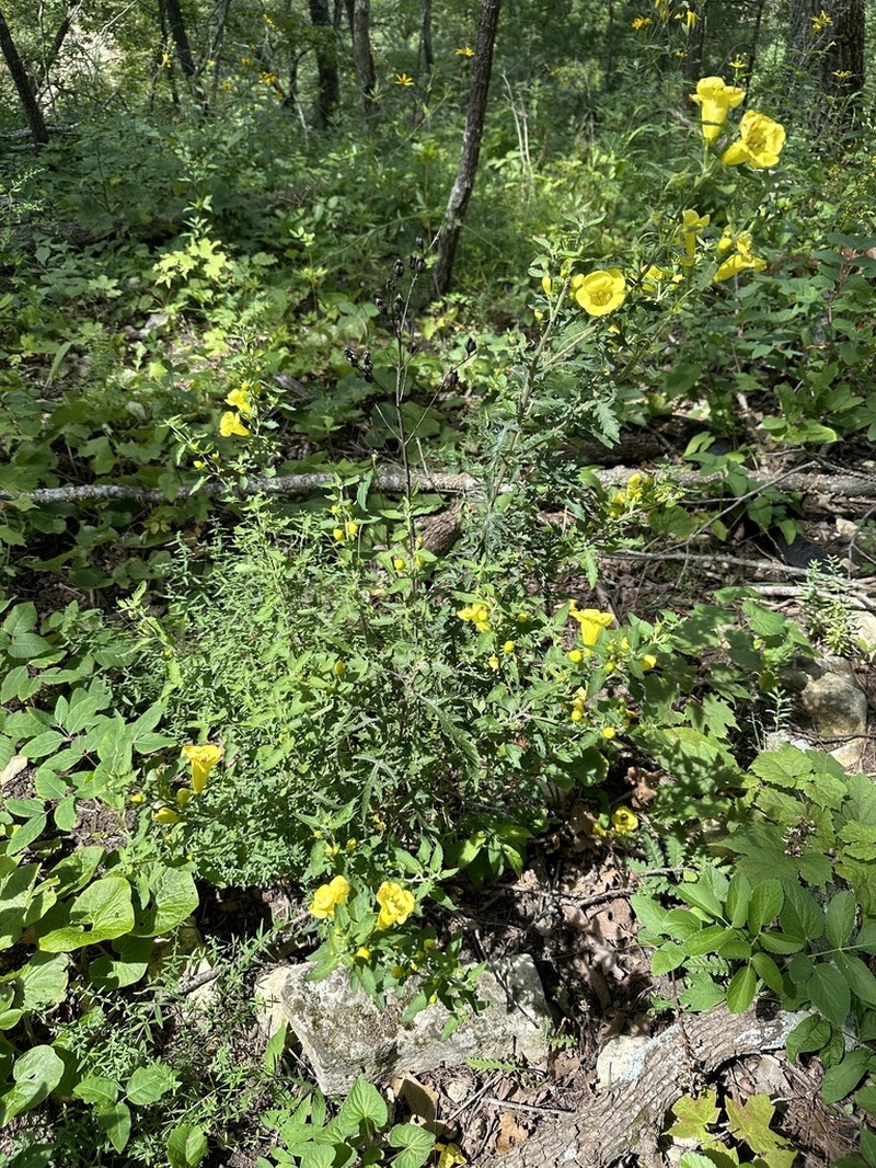 Largeflower Yellow False Foxglove photo 5