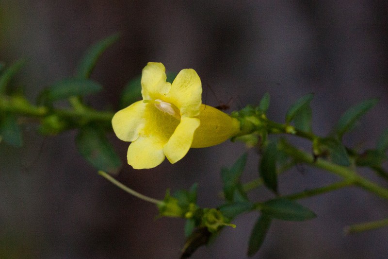 Entireleaf Yellow False Foxglove photo 3