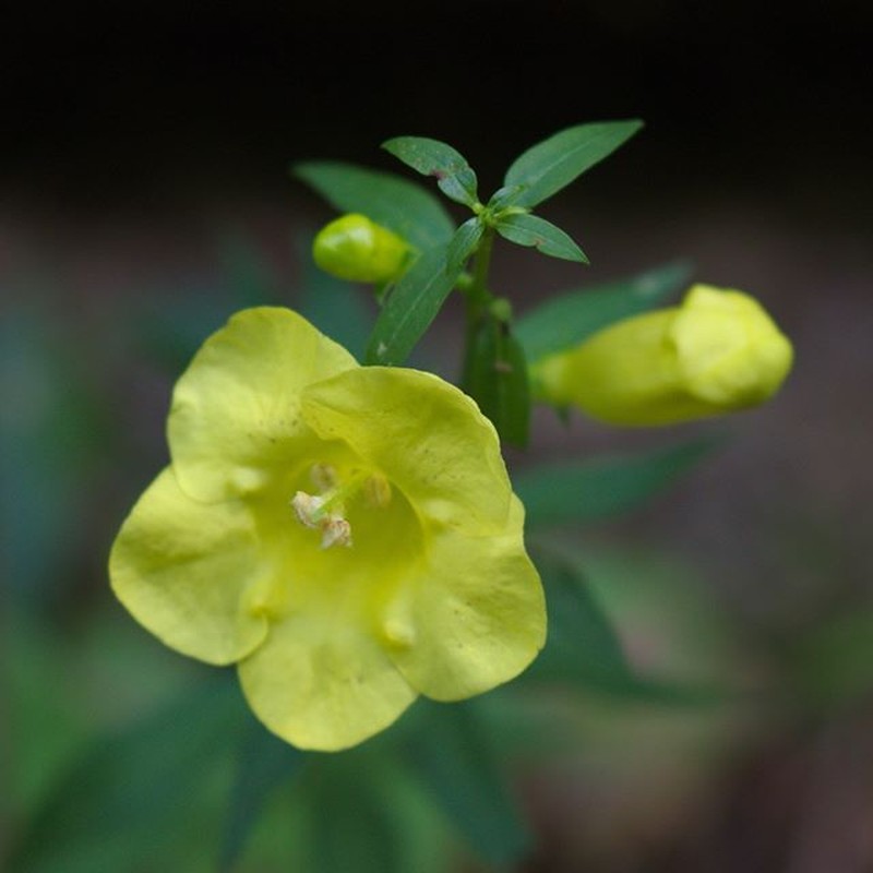 Entireleaf Yellow False Foxglove photo 2