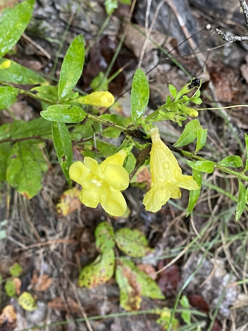 Entireleaf Yellow False Foxglove photo 6
