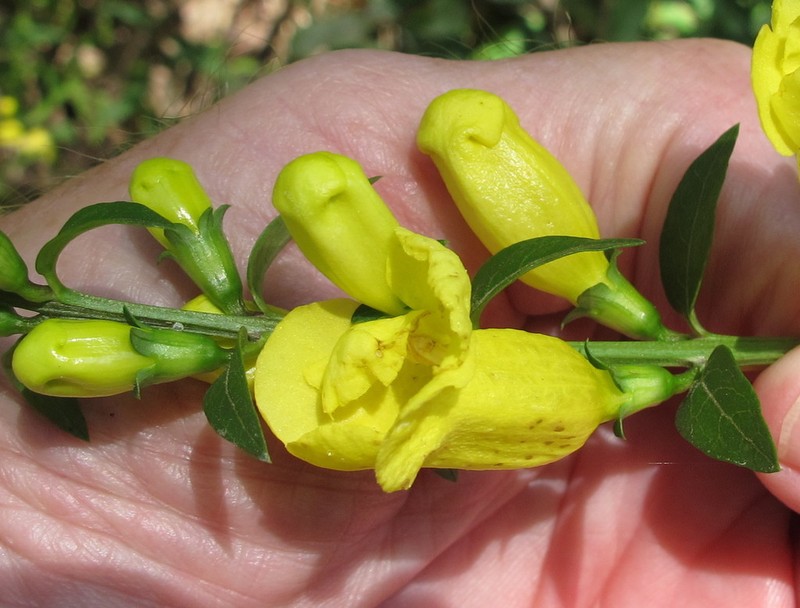 Entireleaf Yellow False Foxglove photo 8