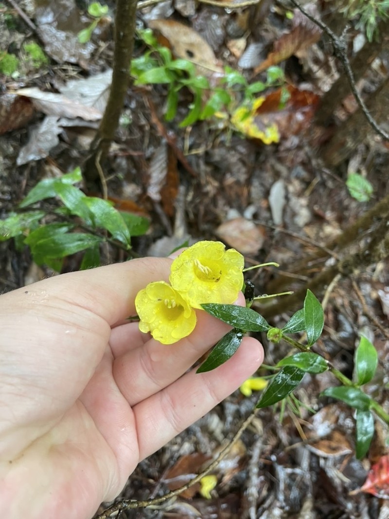Aureolaria levigata
