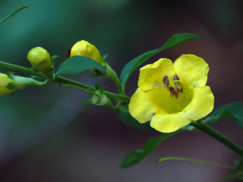 Aureolaria levigata photo 3