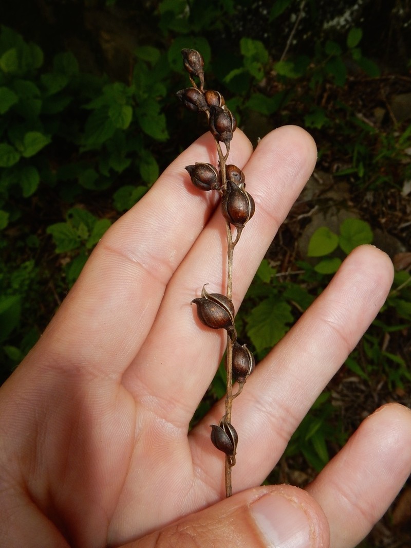 Aureolaria levigata photo 6