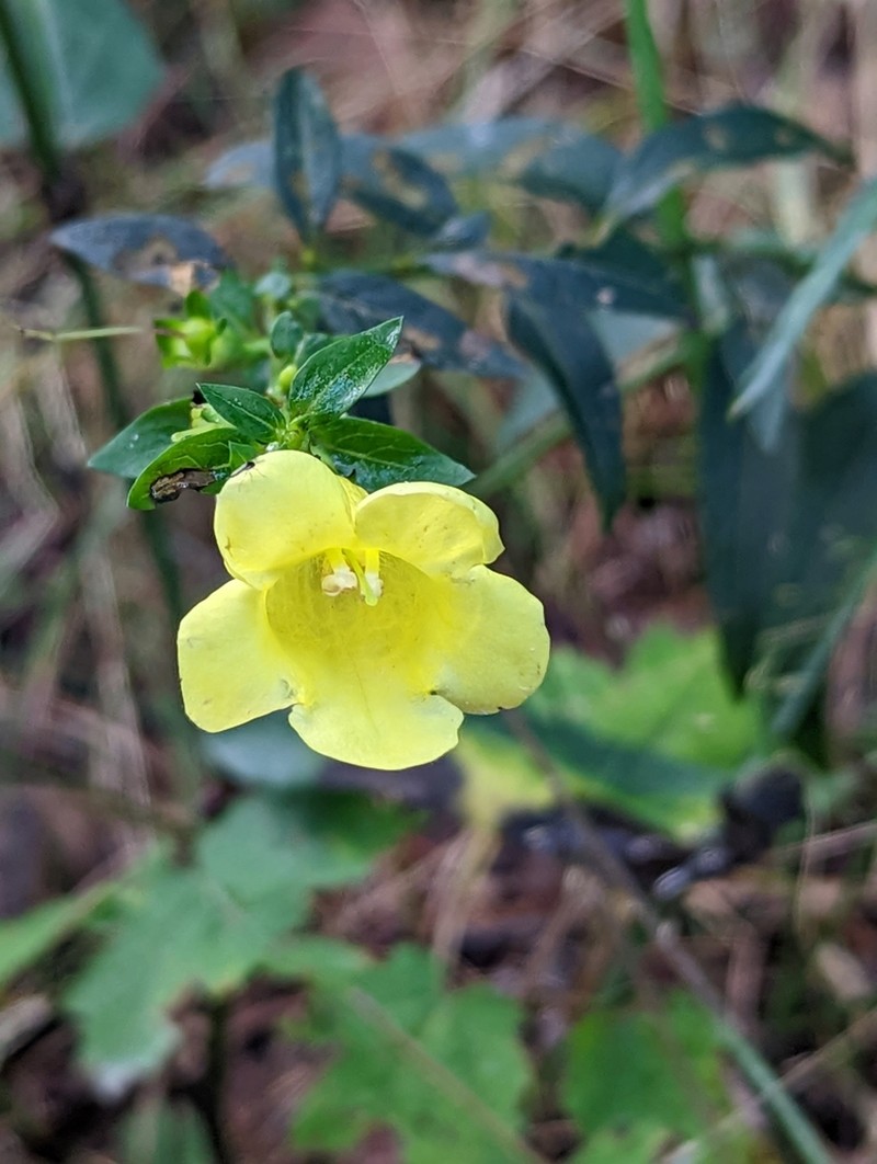 Aureolaria levigata photo 7