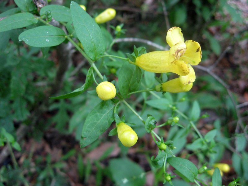 Spreading Yellow False Foxglove