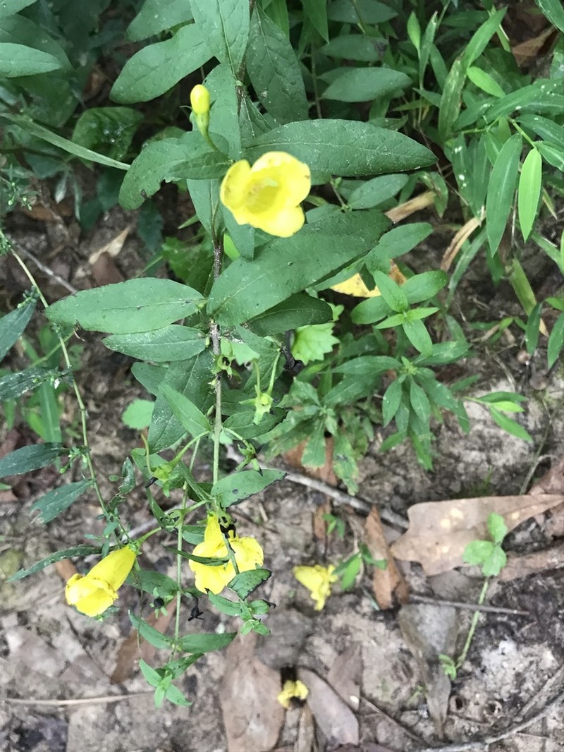 Spreading Yellow False Foxglove photo 2