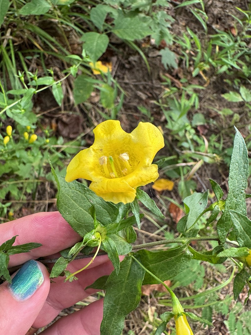 Spreading Yellow False Foxglove photo 3