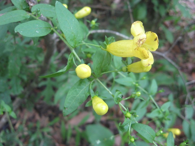 Spreading Yellow False Foxglove photo 4